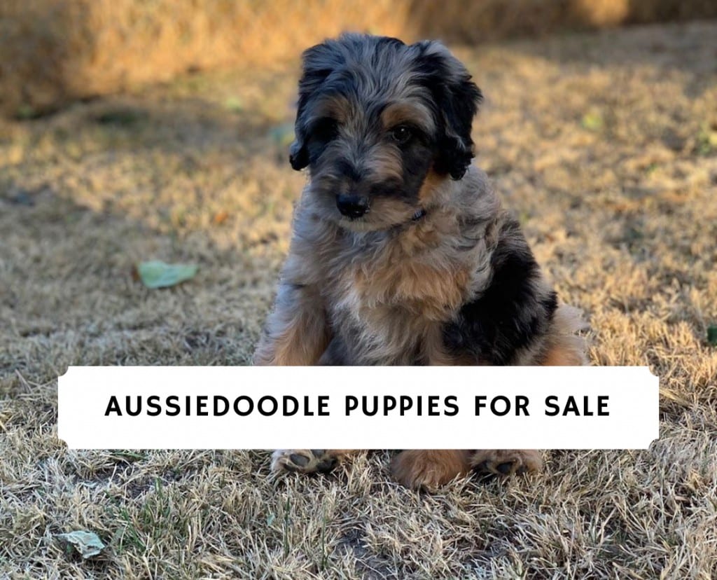 are aussiedoodles good family dogs