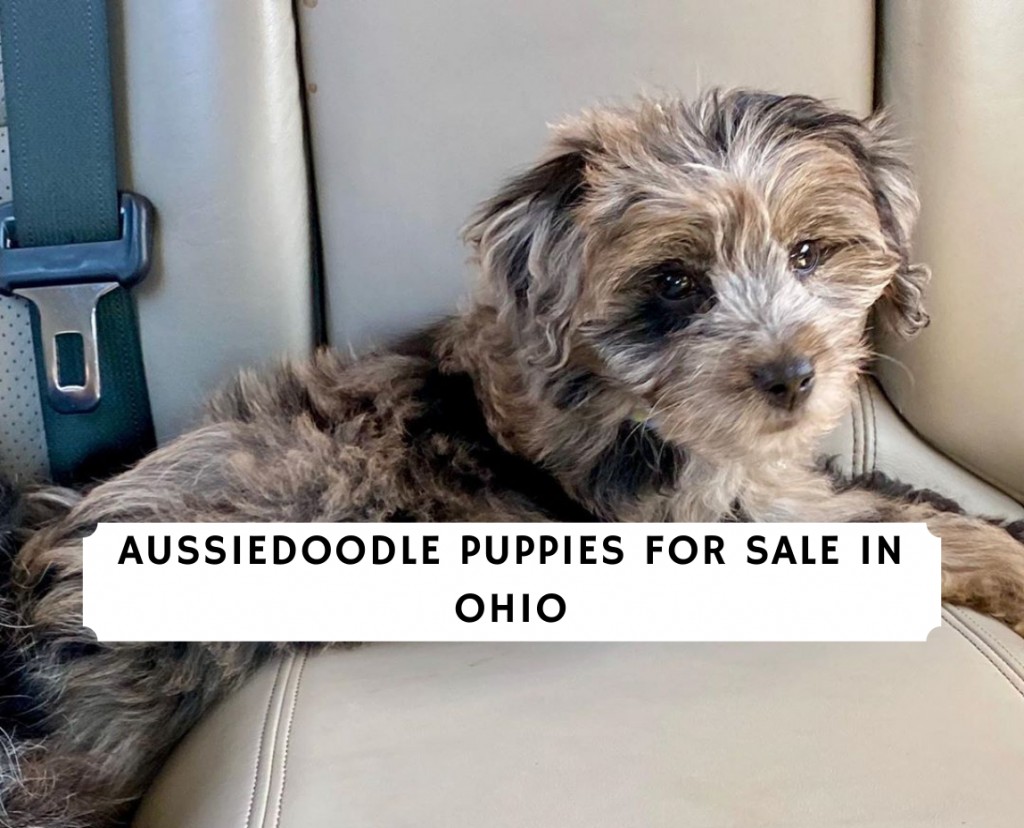 Aussiedoodle Puppies For Sale In Ohio Top Breeders 2021 We Love Doodles