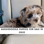 AUSSIEDOODLE PUPPIES FOR SALE in OHIO
