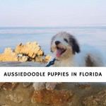 AUSSIEDOODLE PUPPIES IN FLORIDA