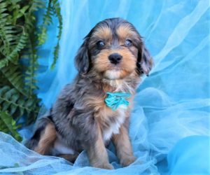 Aussiedoodle Puppies In Florida Top 5 Breeders 2021 We Love Doodles