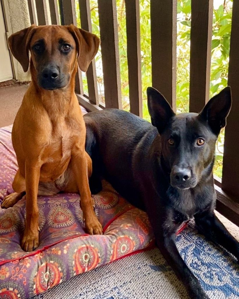 Dog Rescues in the Bay Area - Top 7 Picks! - We Love Doodles