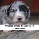 Aussiedoodle Breeders in California
