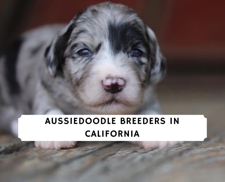 7 Best Aussiedoodle Breeders in California! (2024) - We Love Doodles