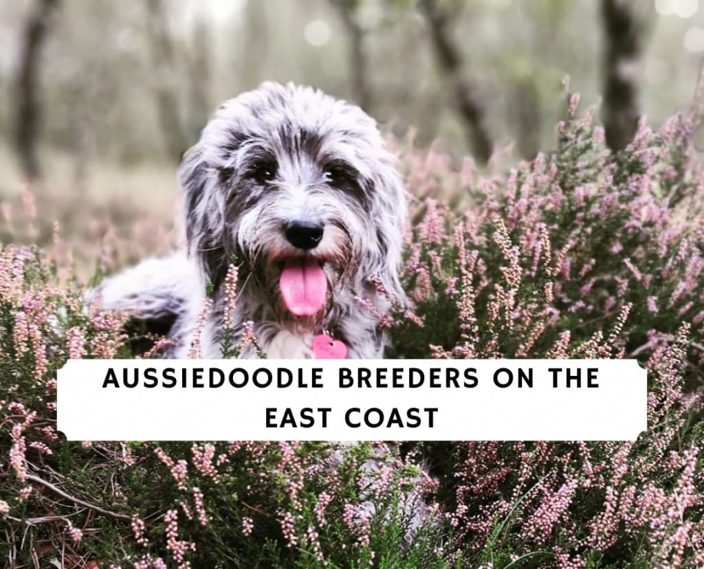 aussiedoodle breeders