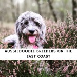 Aussiedoodle Breeders on the East Coast