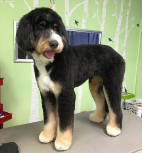 shaved bernese mountain dog