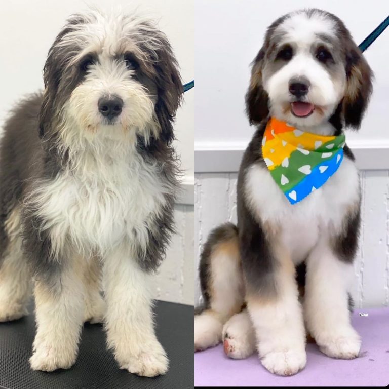 Best Types of Bernedoodle Haircuts With Pictures! (2024) We Love