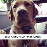 Best Citronella Bark Collar