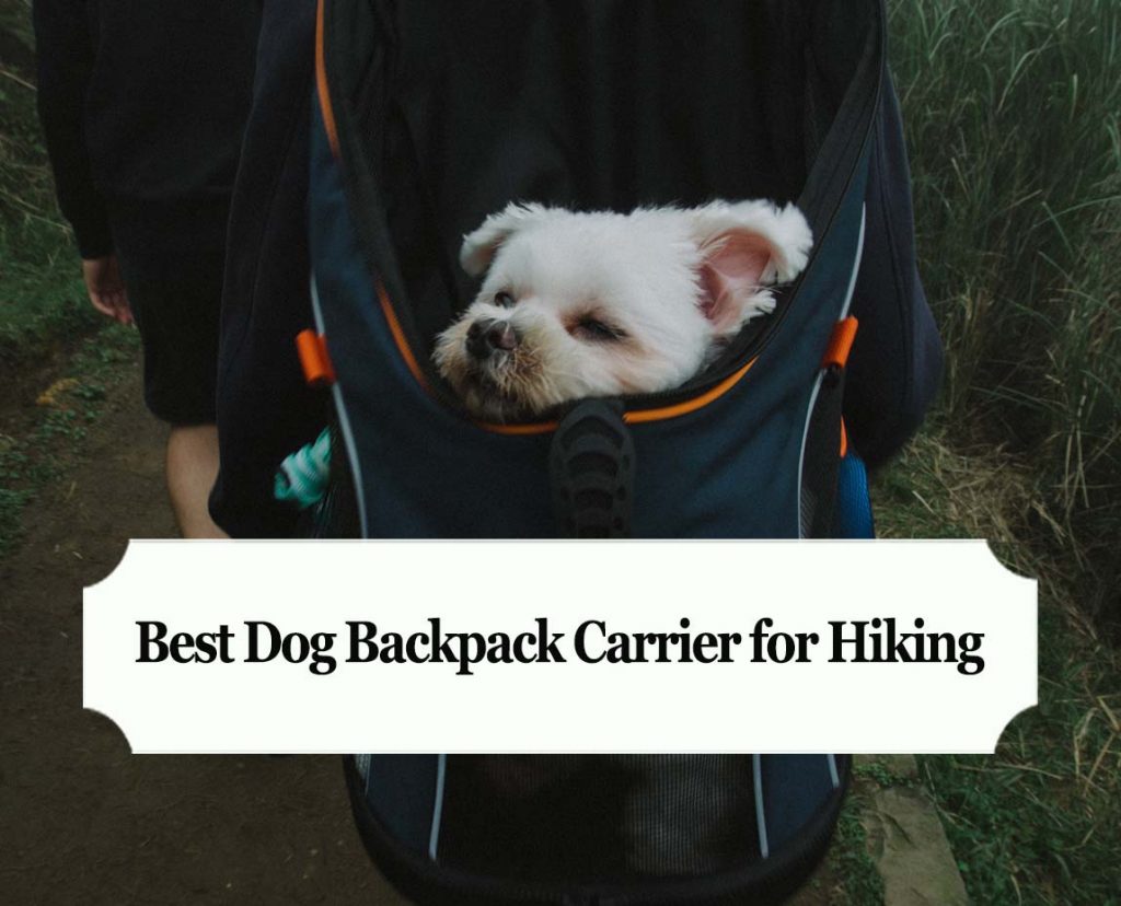 the best dog backpack carriers