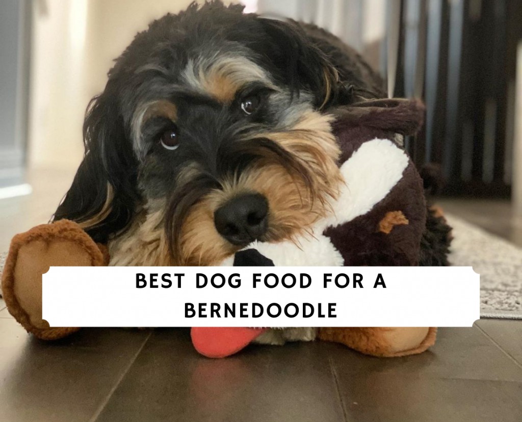 Best puppy food for clearance bernedoodles