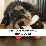 Best Dog Food for a Bernedoodle