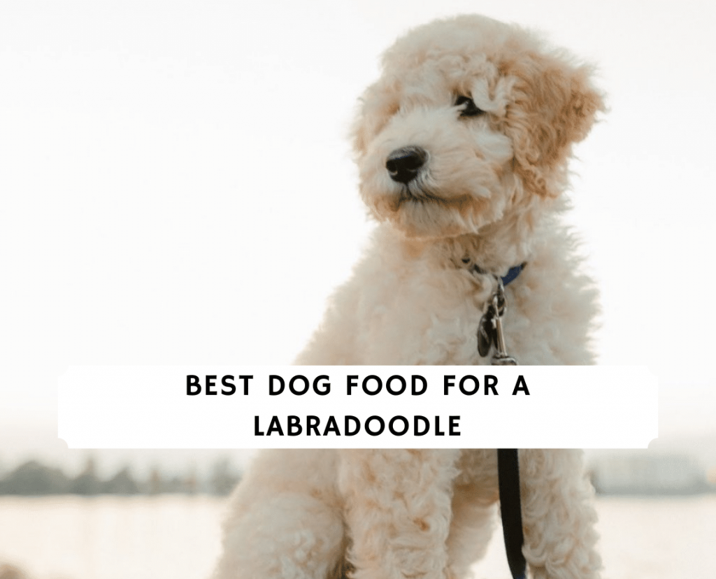 best dog food for mini labradoodle