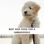 Best Dog Food for a Labradoodle