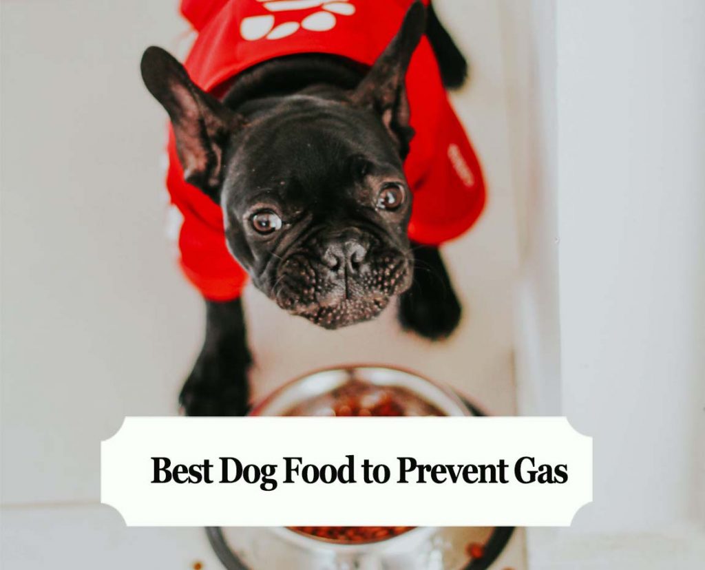 Best food outlet for gassy dogs