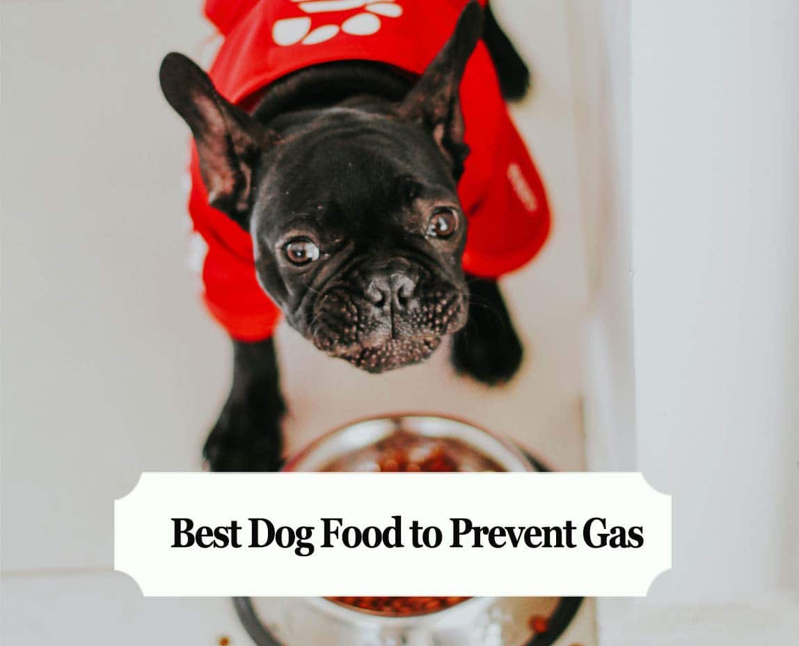 how to avoid gas in dogs