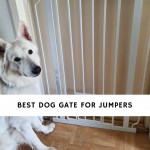 Best Dog Gate for Jumpers