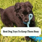Best Dog Toys To Keep Them Busy