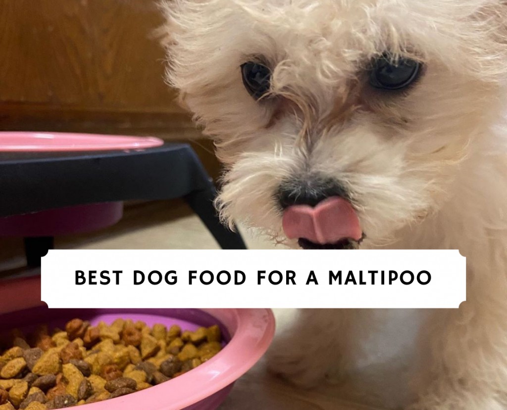 Best dry food for maltipoo sale