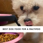 Best Dog food for a Maltipoo