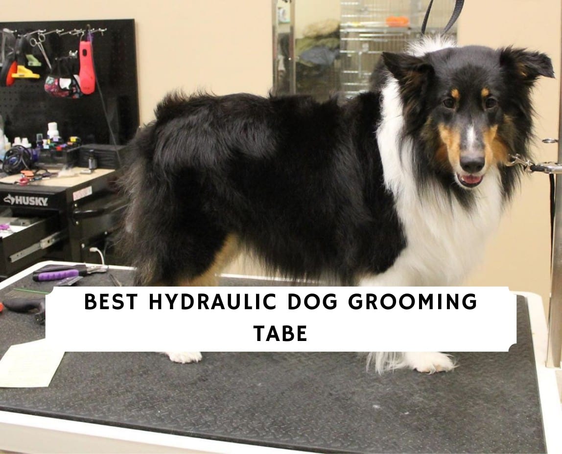 Best Hydraulic Dog Grooming Tabe