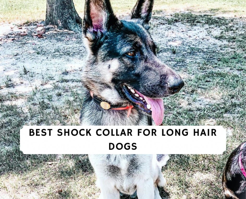 Shock collar for long best sale haired dogs