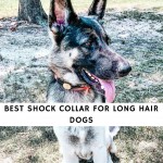 Best Shock Collar for Long Hair Dogs