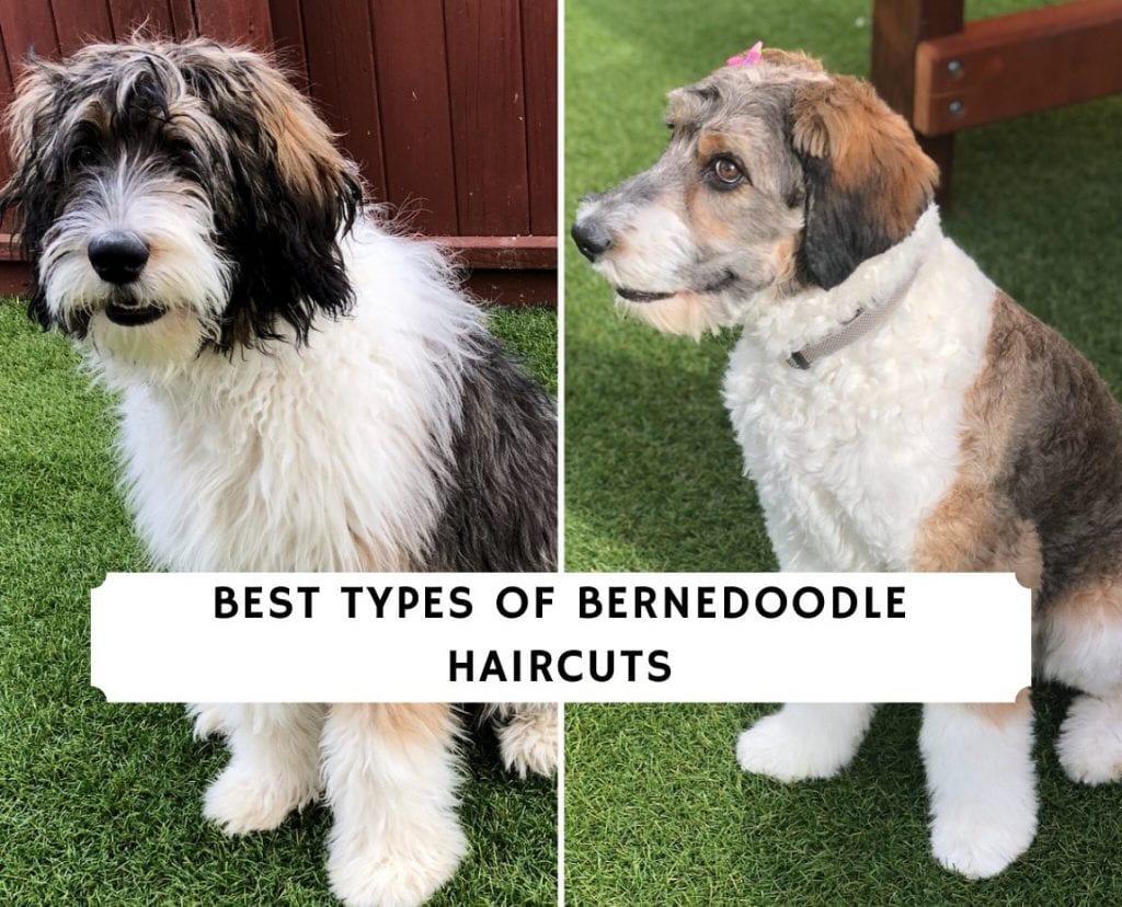 Best Types of Bernedoodle Haircuts - With Pictures! (2023) - We Love