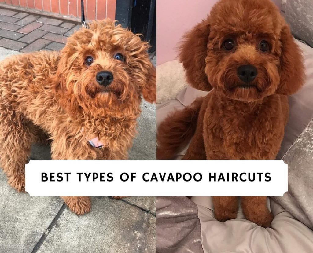 I migliori tipi di tagli di capelli Cavapoo