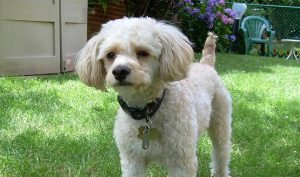 Coupe de cheveux Cavapoo