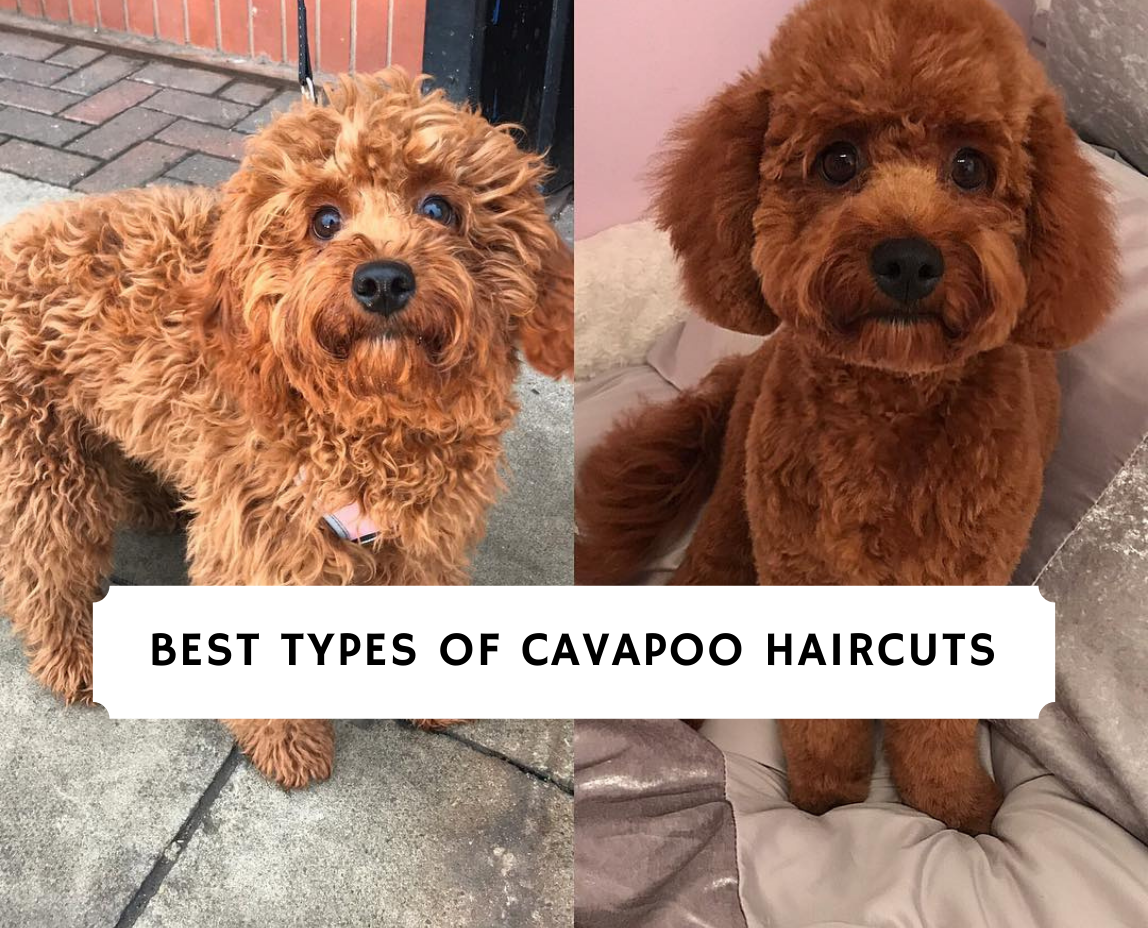 Best Types of Cavapoo Haircuts! (2020 