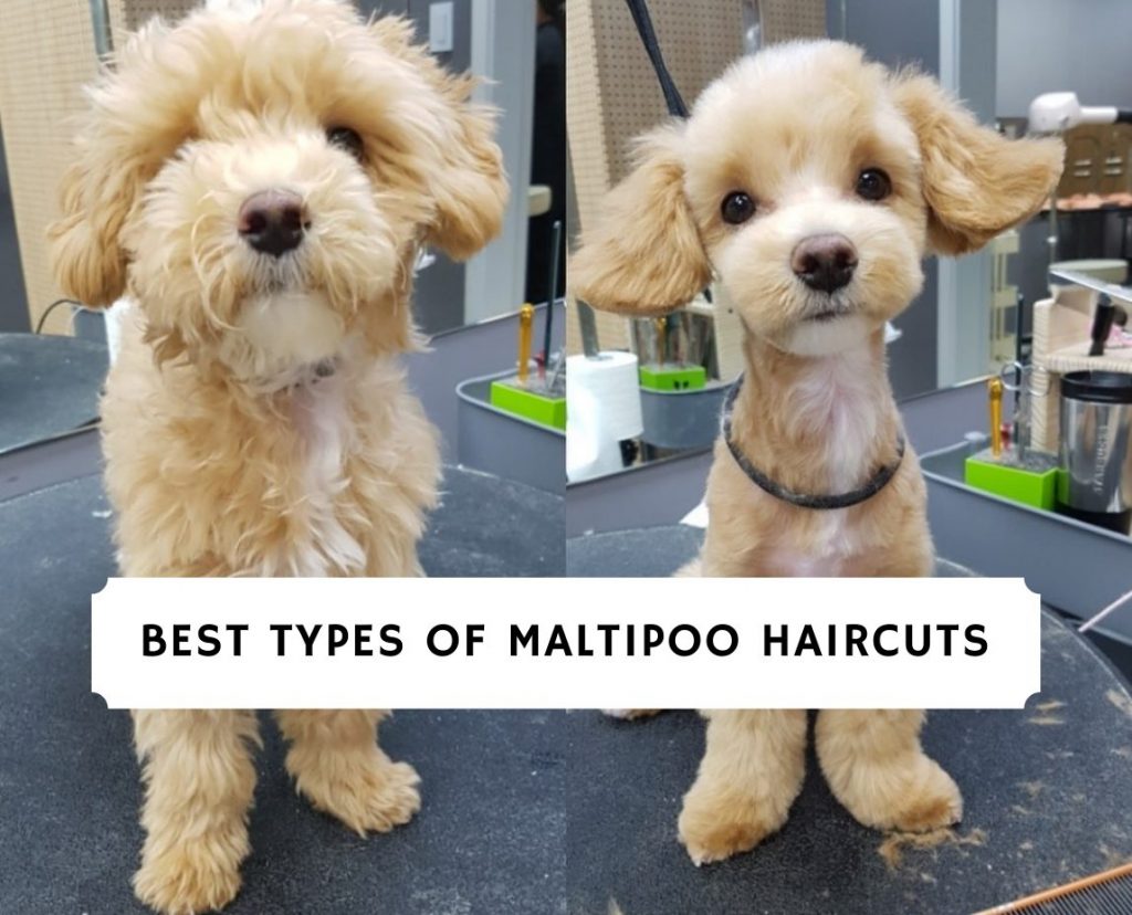 maltipoo bear cut