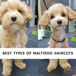Best Types of Maltipoo Haircuts