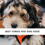 Best Yorkie Poo Dog Food