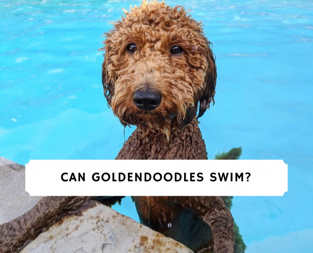 Can Goldendoodles swim_