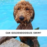 Can Goldendoodles swim_