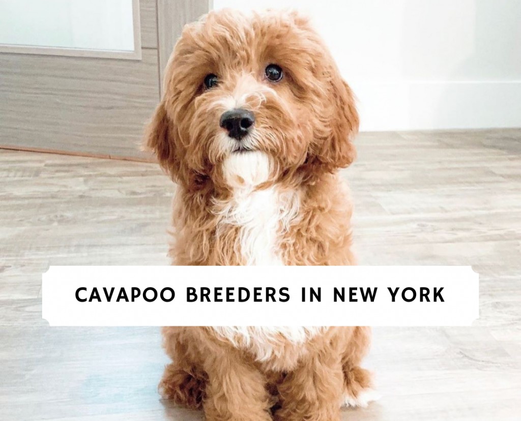 are cavapoos hypoallergenic dogs