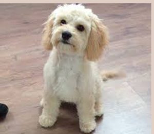 cavapoo teddy bear