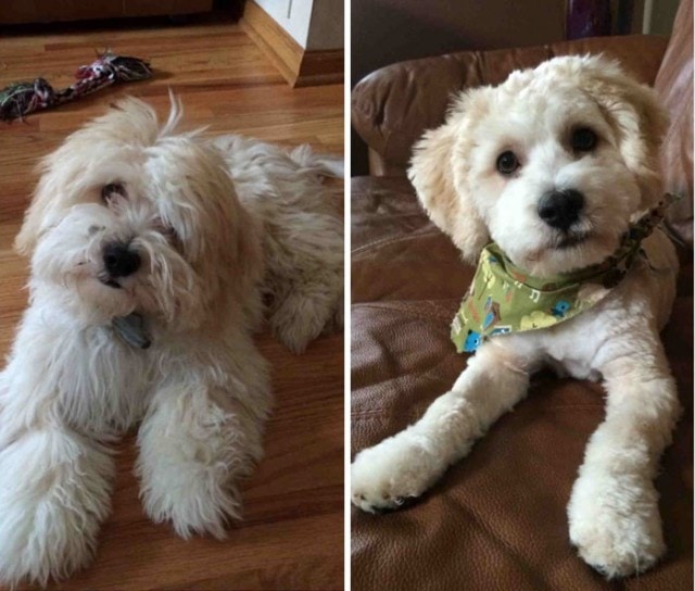 cavapoo grooming teddy bear cut