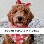 Doodle Rescues in Florida