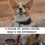 E-Collar vs. Shock Collar_ What's the Difference_