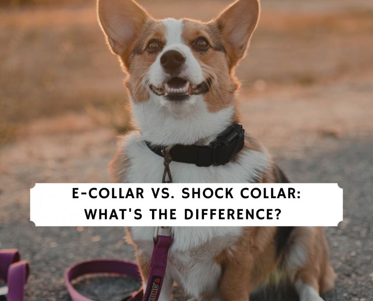 E-Collar vs. Shock Collar: What’s the Difference?