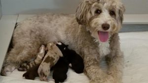 aussiedoodle breeders west coast