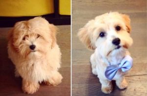 teddy bear cut maltipoo