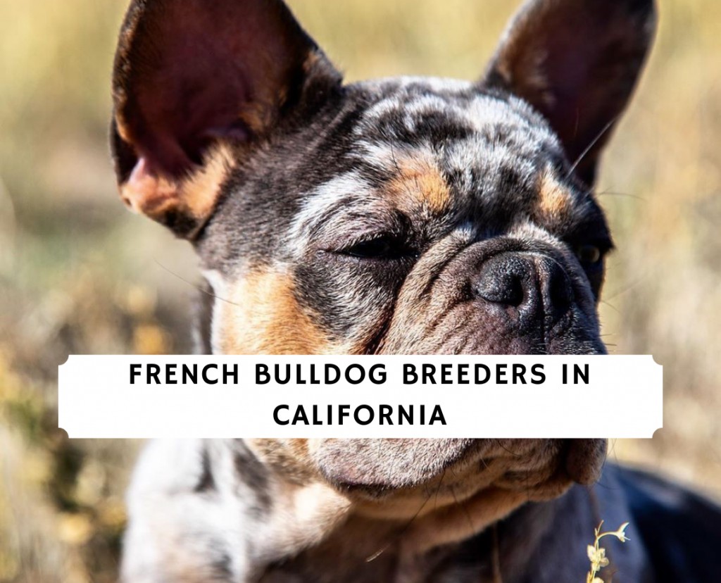 French Bulldog Breeders in California - Top Picks! (2020 ...