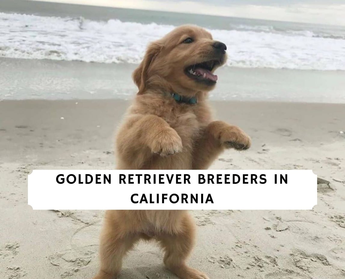 Golden Retriever Breeders In California Top 7 Picks 2021 We Love Doodles