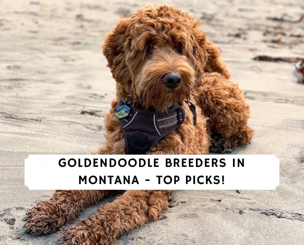 Goldendoodle Breeders in Montana – Top 4 Picks!