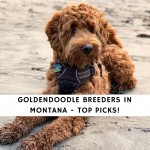 Goldendoodle Breeders in Montana