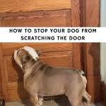 How to Stop Your Dog from Scratching the Door
