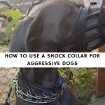 How to Use a Shock Collar for Aggressive Dogs